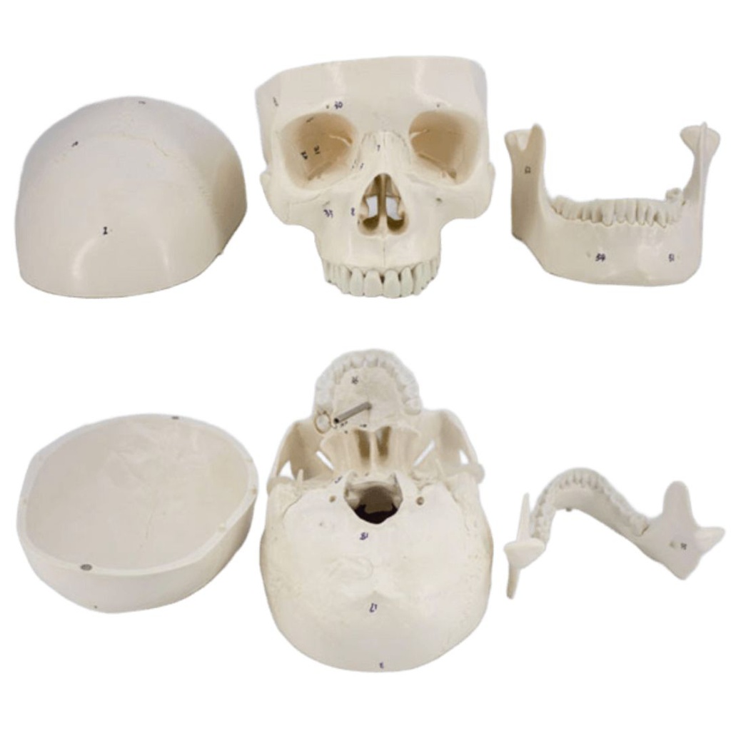 Modelo estudio Craneo Humano Numerado Machtig