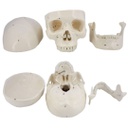 Modelo estudio Craneo Humano Numerado Machtig