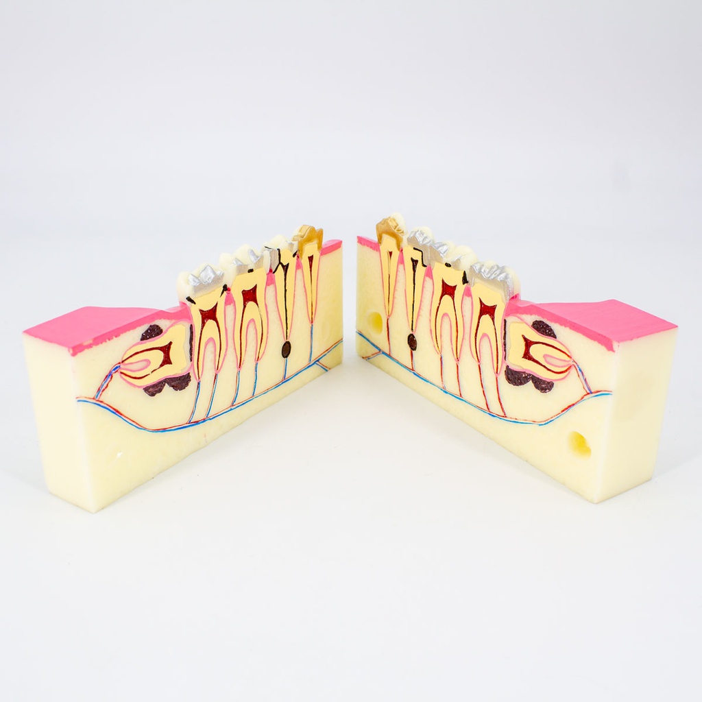 Modelo estudio Corte Transversal M4009 Machtig