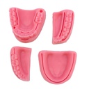 Modelo estudio y práctica de Sutura en encía blanda Machtig