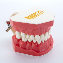 [DIA3815] Modelo estudio maxilares M7010-1 Biotech