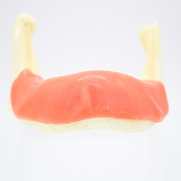 [DIA4157] Modelo estudio y práctica Encía blanda Max. Inferior M2023 Machtig