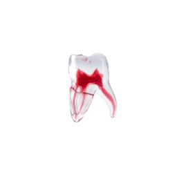 [DIA4164INF] Modelo estudio 3D Molar Inferior Machtig