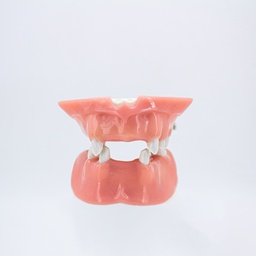 [DIA4198] Modelo estudio y práctica maxilares Implantología CBCT Machtig