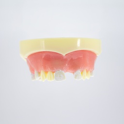 [DIA4199] Modelo estudio y práctica Implantología con encía Max. Superior CBCT Machtig