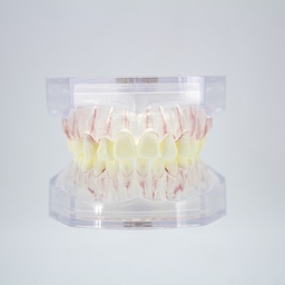 [DIA4202] Modelo estudio maxilares Endodoncia con canales radiculares Machtig