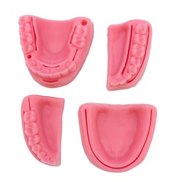 [DIA4563] Modelo estudio y práctica de Sutura en encía blanda Machtig