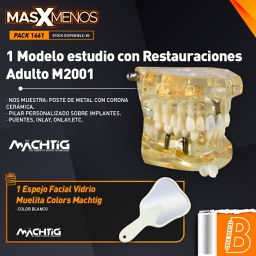 [PACK1661] 1 Modelo estudio con Restauraciones Adulto M2001 Machtig + Regalo