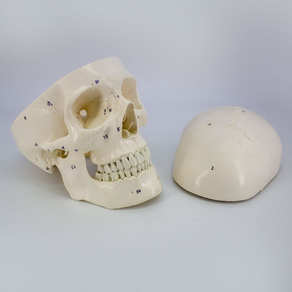 [DIA3642] Modelo estudio Craneo Humano Numerado Machtig