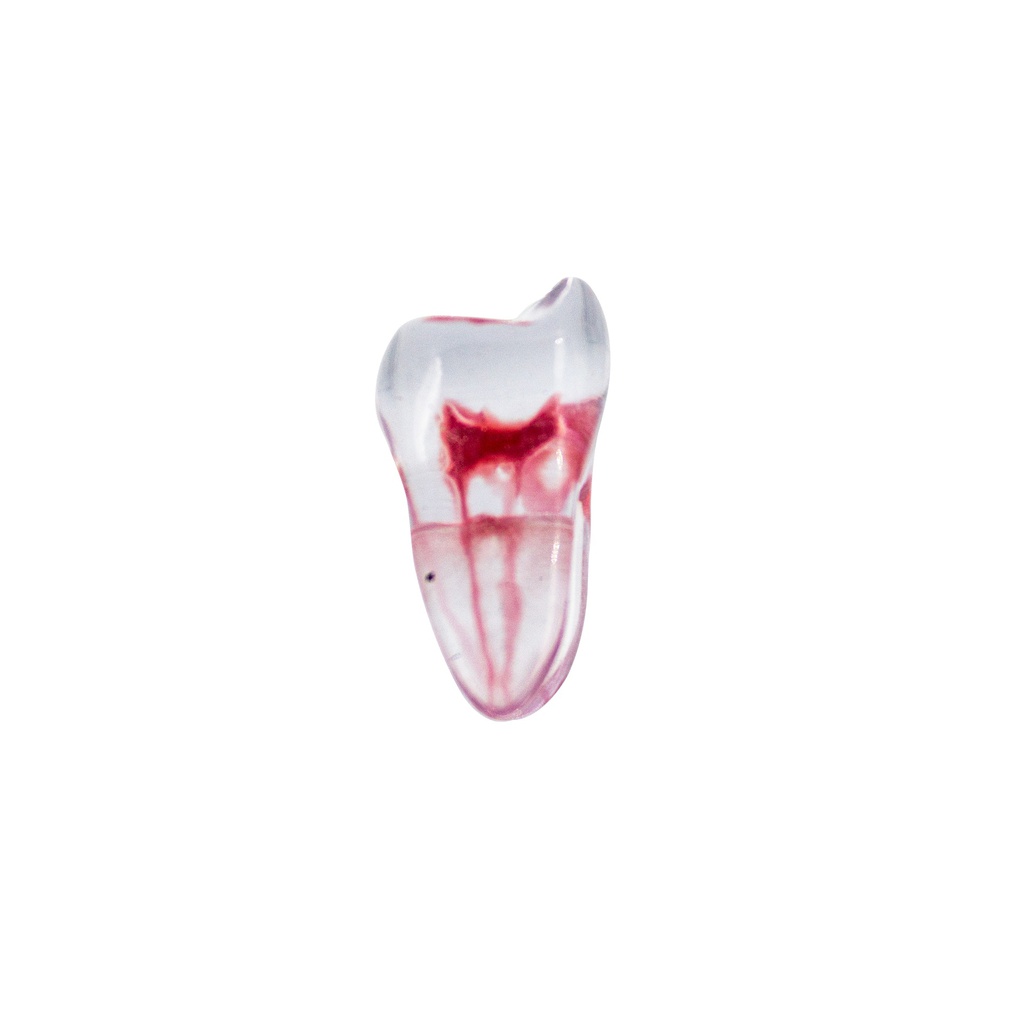 Modelo 3D Molar Superior Machtig