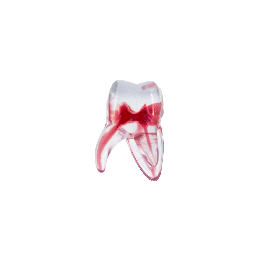 Modelo 3D Molar Inferior Machtig