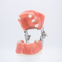 Modelo estudio y práctica maxilares Implantología CBCT Machtig