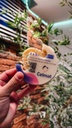 Disco Híbrido Multicapa 20 mm Cad/Cam Hybrid Evolux Bluedent