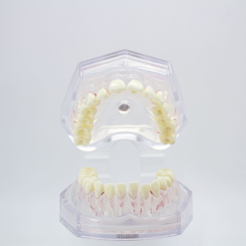 Modelo estudio maxilares Endodoncia con canales radiculares Machtig