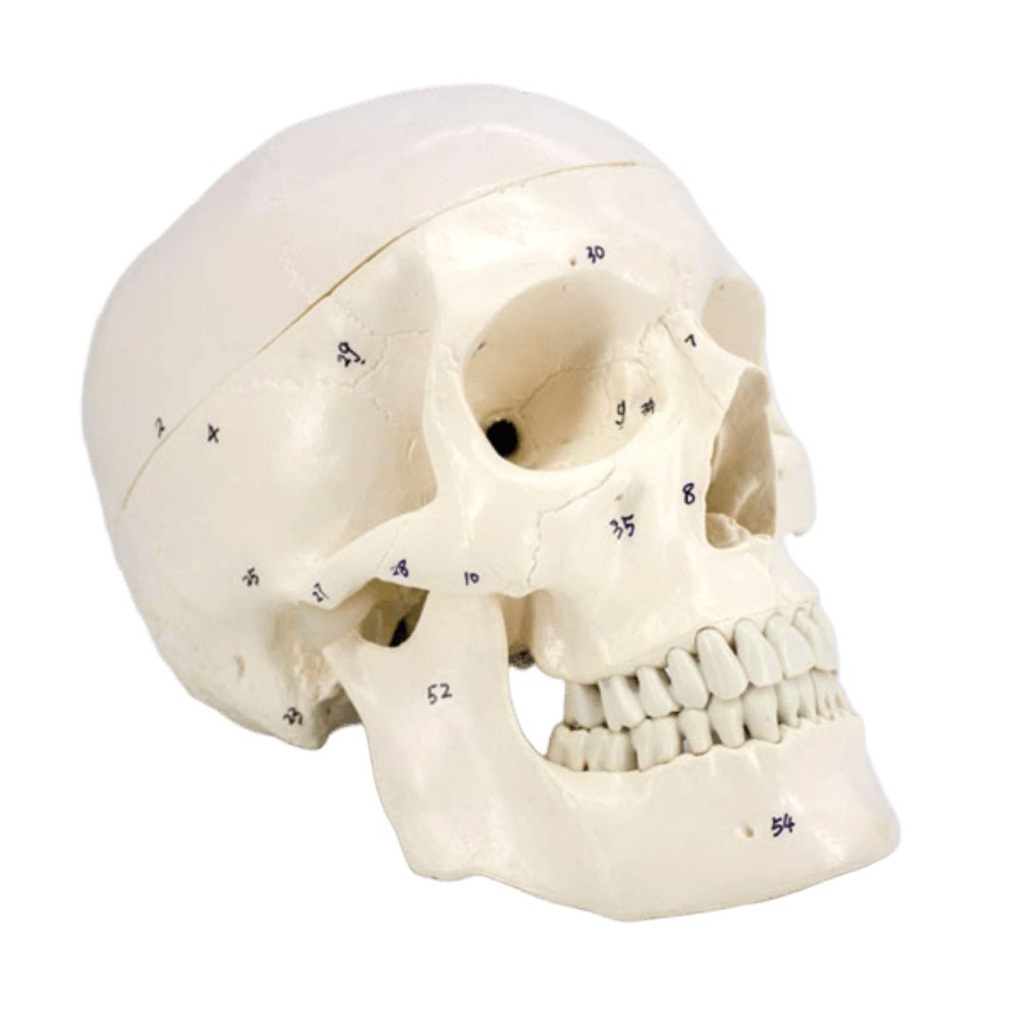 Modelo estudio Craneo Humano Numerado Machtig