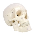 Modelo estudio Craneo Humano Numerado Machtig