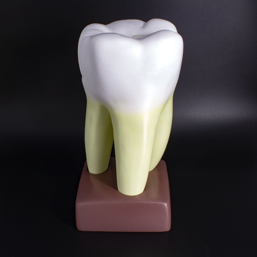 Macromodelo Molar Magnético Machtig