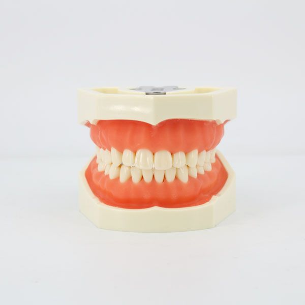 Modelo maxilares con Dientes para Tallar 8011 Machtig