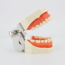 Modelo maxilares con Dientes para Tallar 8011 Machtig