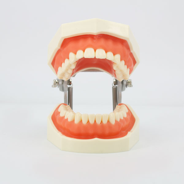 Modelo maxilares con Dientes para Tallar 8011 Machtig