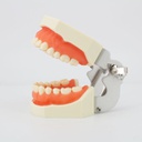 Modelo maxilares con Dientes para Tallar 8011 Machtig