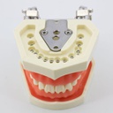 Modelo maxilares con Dientes para Tallar 8011 Machtig