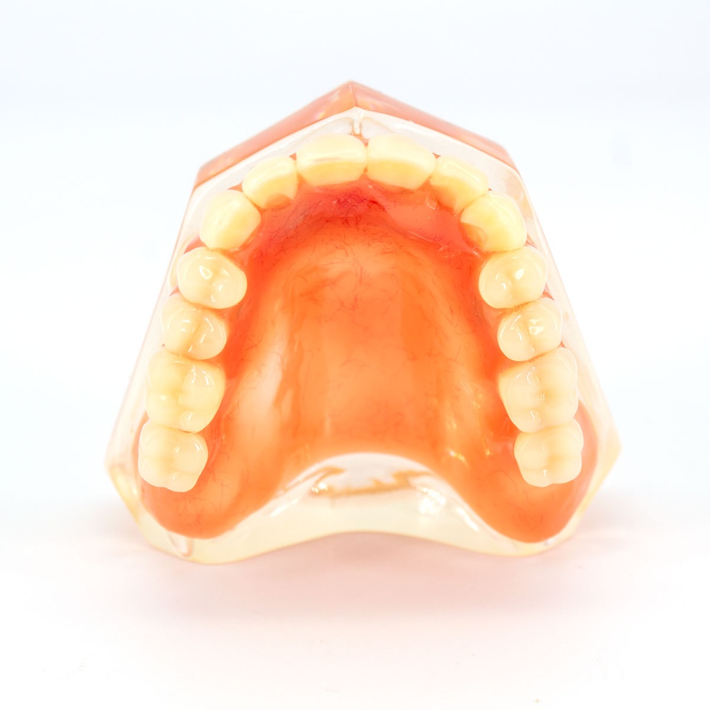 Modelo Implantología Max. Superior M6001-B Machtig