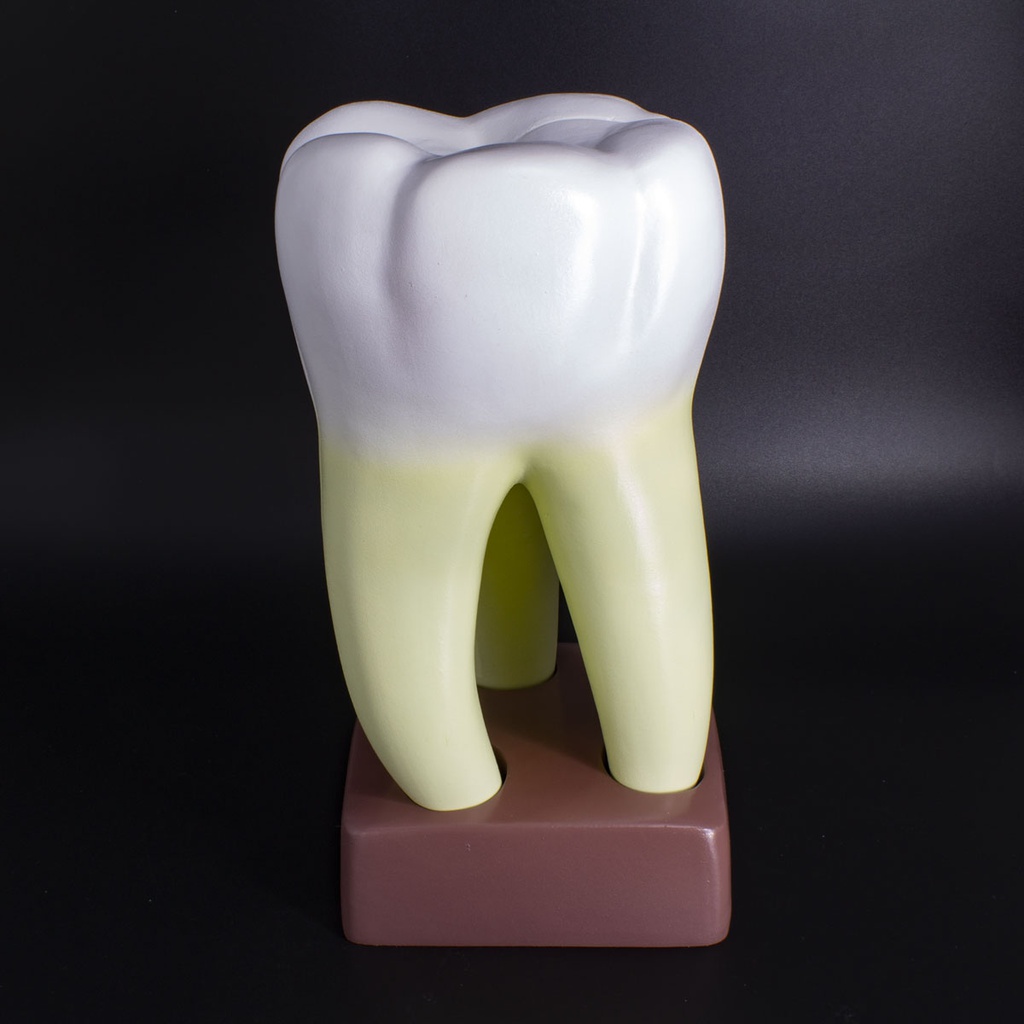 Macromodelo Molar Magnético Machtig