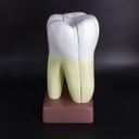 Macromodelo Molar Magnético Machtig