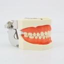 Modelo estudio y práctica maxilares con Dientes para Tallar M8011 Machtig