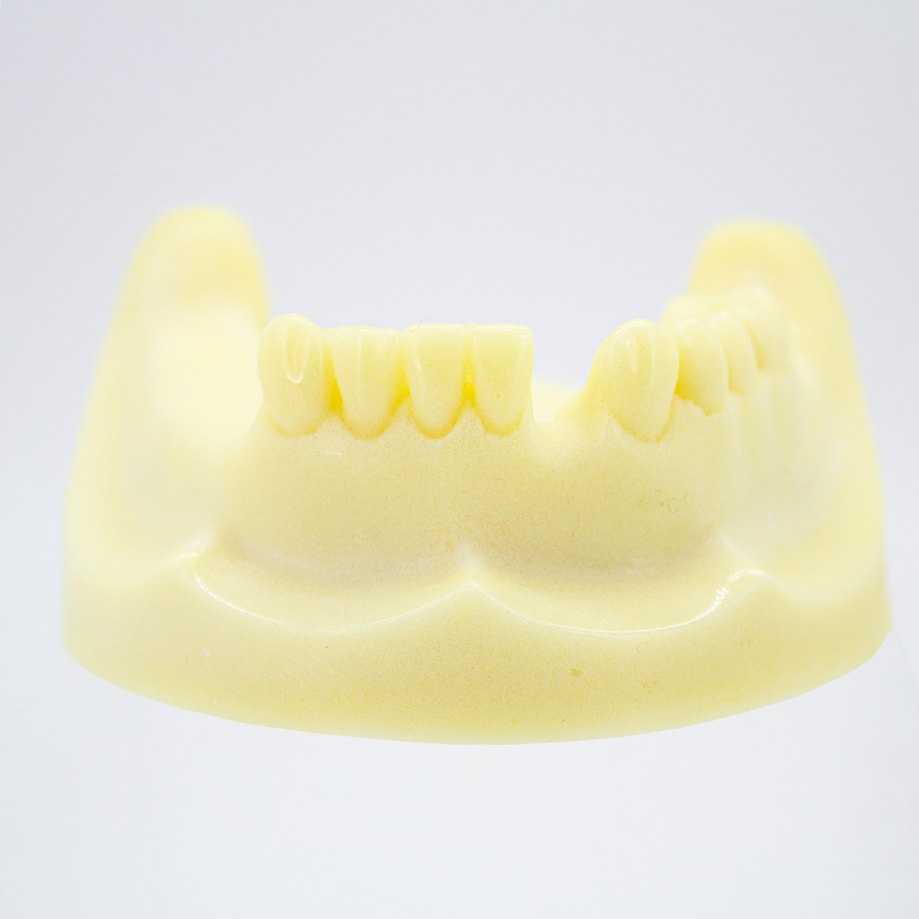 Modelo estudio y práctica Implantología Max. Inferior M2028 Machtig