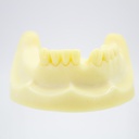 Modelo estudio y práctica Implantología Max. Inferior M2028 Machtig