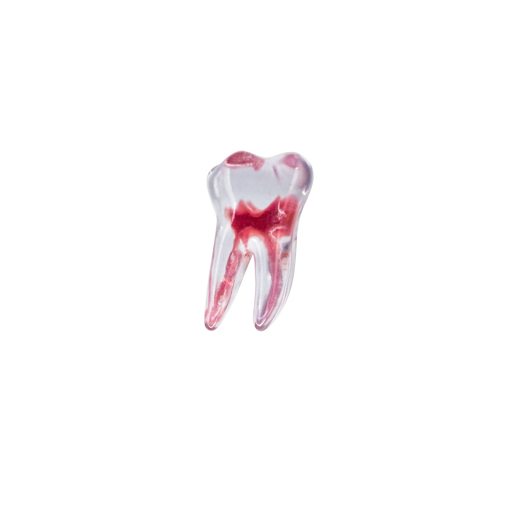 Modelo 3D Molar Superior Machtig