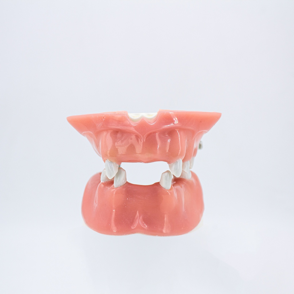 Modelo estudio y práctica Implantología maxilares CBCT Machtig