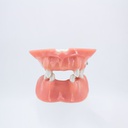 Modelo estudio y práctica Implantología maxilares CBCT Machtig