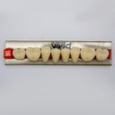 Tableta de Dientes Acrílicos 36L Vivid