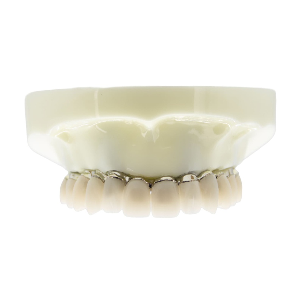 Modelo estudio y práctica Rehabilitación con 4 tornillos Max. Superior M6023 Machtig