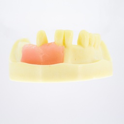 [DIA4158] Modelo estudio y práctica Exodoncia Max. Inferior M2028-4 Machtig