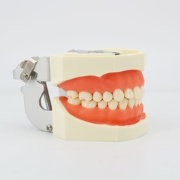 [DIA3003] Modelo estudio y práctica maxilares con Dientes para Tallar Ivorina M8011 Machtig