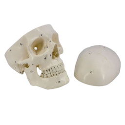 [DIA3642] Modelo estudio Craneo Humano Numerado Machtig