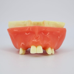 [DIA3646] Modelo estudio y práctica Levant.Seno Encia Blanda Max.Superior M2014 Machtig